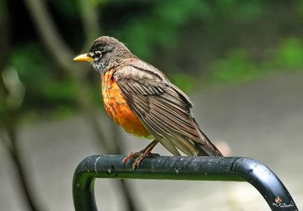 Robin 11c