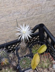 2025 Setiechinopsis mirabilis; Infloreste doar pe intuneric si o singura noapte. Nu l-am mai prins de cativa ani. El a inflorit cateva flori in fiecare an dar ori am uitat de el ori nu am fost acasa sa-l vad.
