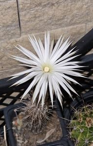 ; Pozele sunt facite in intuneric dar cu blitz. Cactusul nu este deosebit dar floarea este tare finuta si eleganta. Imi place mult
