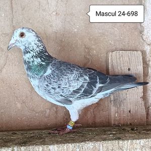 Mascul 24-698