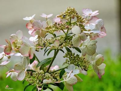 Hydragenia