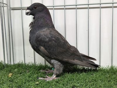 FEMELĂ RO 25 - 521 - DE VÂNZARE; FRILL ÎN PIEPT
