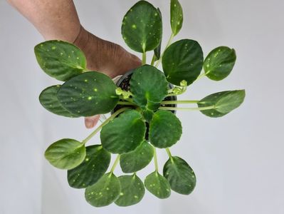 ShN-Kosmicheskaya Feya