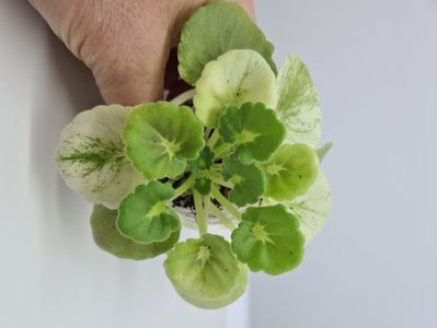 AV-Yaponskaya Vishnia