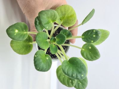 ShN-Kosmicheskaya Feya