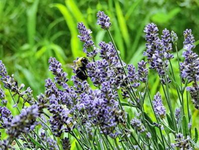 Lavanda