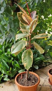 Ficus elastica Ruby; Acum 2-3 ani l-am luat cu 10 lei la reduceri de la o sera de langa oras. Era firav, dar mi-a parut ca are potential. Apoi nu m-am mai ocupat de el, insa a rezistat. Acum l-am replantat si ii place
