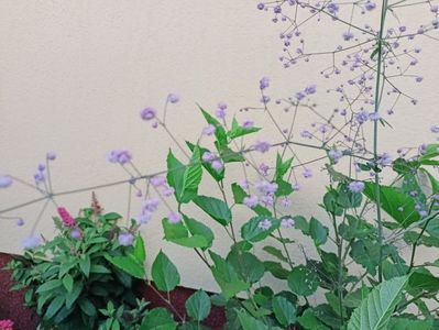 Thalictrum delavayi Hewitt's Double