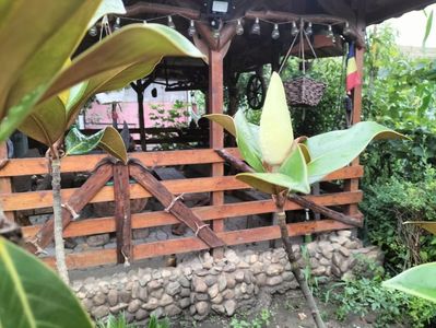 IMG20250727093329