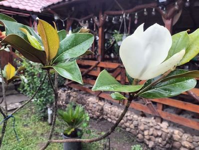 IMG20250727093249