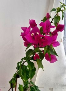 ; Bougainvillea
