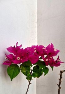 ; Bougainvillea
