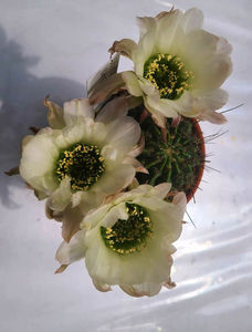 Lobivia longispina white_ green
