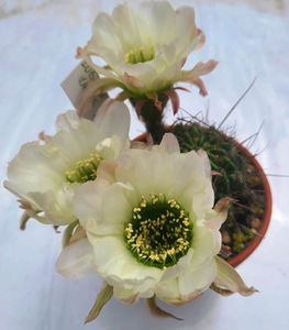 Lobivia longispina white_ green 2