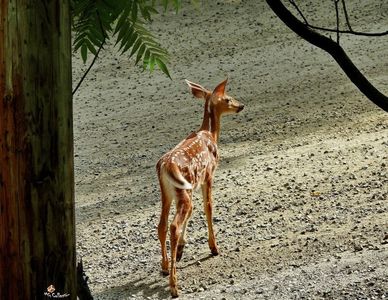Bambi 1