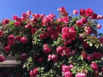Pink Eden (urcator) 60 lei