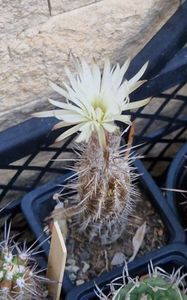 A doua floare ora 21:00; Anul asta sper sa nu ratez nimic de acum incolo.
