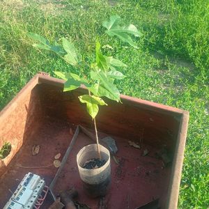 Brachychiton discolor 25lei; 2buc
