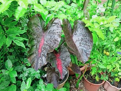 Colocasia Redemption
