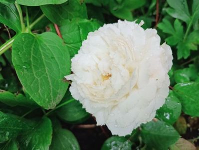 Marchenzauber, floribunda, Kordes 2017, colecția "Fairytale Roses"
