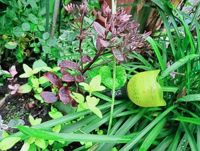 oregano și sedum