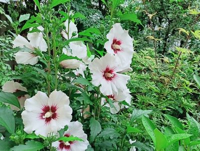 Hibiscus syriacus Red Heart