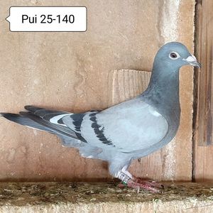 Pui 25-140