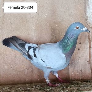 Femela 20-334....-15 lei