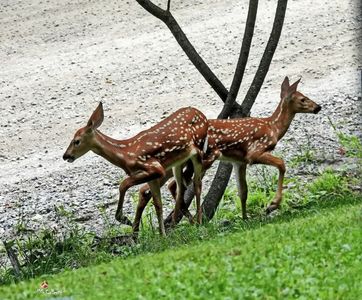 Bambi 4