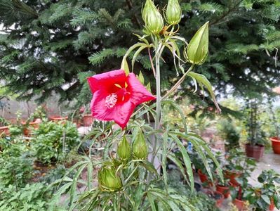 Hibiscus coccineus de gradina. 25 de lei bucata.