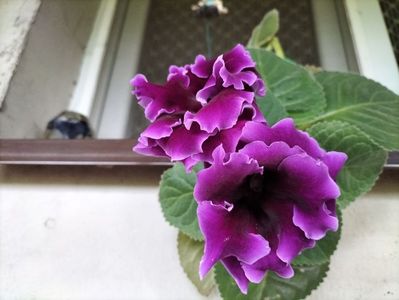 IMG20250730082103
