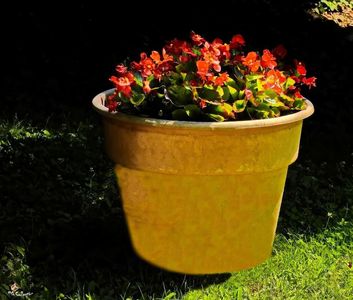 Red Begonia
