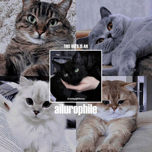 ａｉｌｕｒｏｐｈｉｌｅ⁽ⁿᵒᵘⁿ⁾ ──────────── : a lover of cats ── .✦