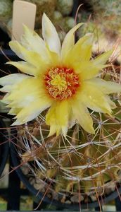 2025 Hamatocactus setispinus