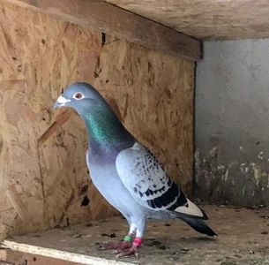 i (1) (6); "GLOCK-19"
