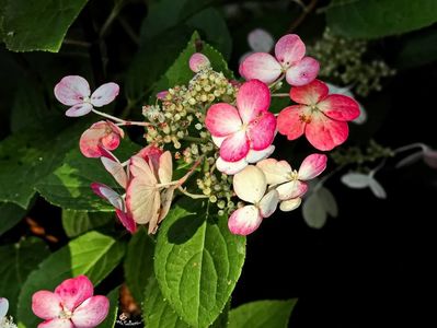 Hidragenia Red Fire