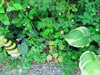 Hosta Orion's Belt