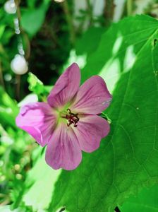Geranium