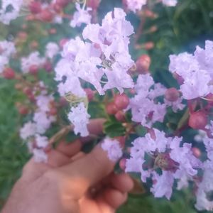 liliac indian mov deschis-Floria