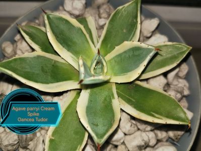Agave parryi Cream Spike 2025