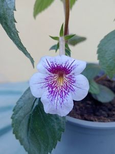 Ambroise Verschaffelt