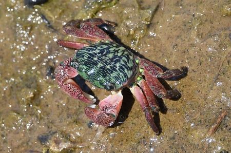 Sun Photo A00037 7-11-2018 Crab in Upper Newport Bay low resolution
