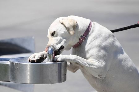 Sun Photo A00036 4-27-2018 Thirsty Dog in Newport Beach CA low resolution