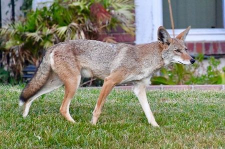 Sun Photo A00033 7-30-2018 Coyote on neighbors lawn Orange County CA low resolution