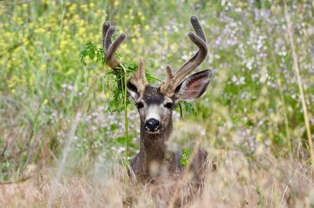 Sun Photo A00031 5-18-2019 Deer with grass in antlers low resolution