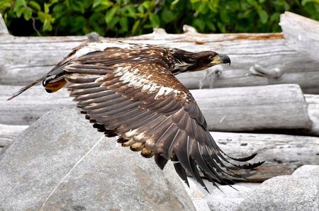 Sun Photo A00027 6-14-2019 Young Bald Eagle near Skagway AK low resolution