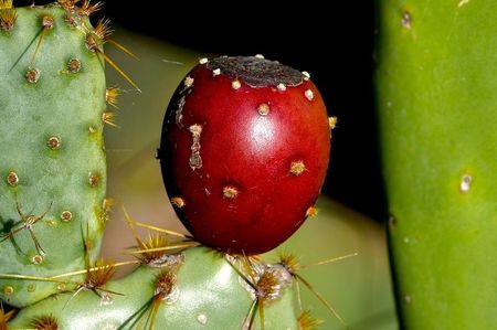 Sun Photo A00026 1-4-2020 Prickly pear cactus in the OC low resolution