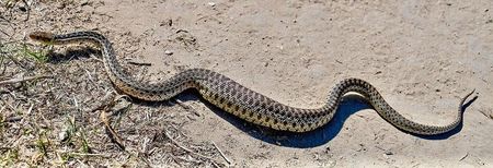 Sun Photo A00025 2-9-2018 Well-fed gopher snake in Wood Canyon OC CA low resolution