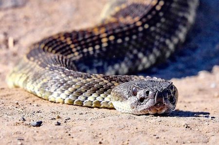 Sun Photo A00024 2-9-2018 Rattlesnake in Wood Canyon OC CA low resolution