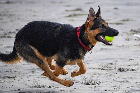 Sun Photo A00023 12-10-2017 Dog running with tennis ball in Carlsbad CA low resolution